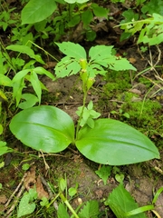 Liparis liliifolia