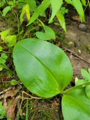 Liparis liliifolia