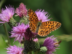 Boloria dia