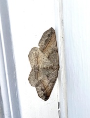 Prochoerodes forficaria