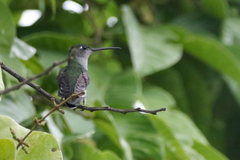 Campylopterus largipennis