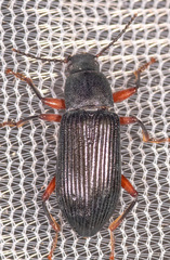 Xylopinus saperdoides