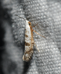 Argyresthia thuiella