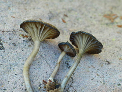 Arrhenia chlorocyanea