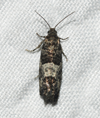 Spilonota laricana
