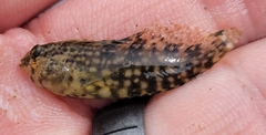 Chasmodes bosquianus