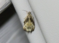 Olethreutes connectum