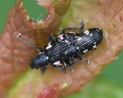 Polydrusus picus