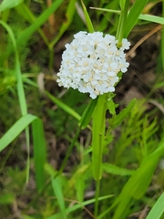 Achillea millefolium borealis