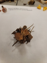 Clavaria rubicundula