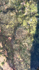 Anthopleura biscayensis