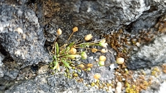 Sagina maritima