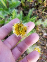 Geum glaciale