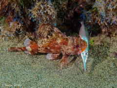 Macroramphosus gracilis