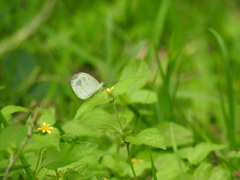 Leptosia nina