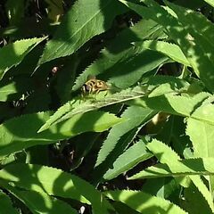 Myathropa florea
