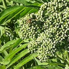 Myathropa florea