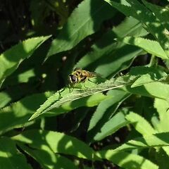 Myathropa florea