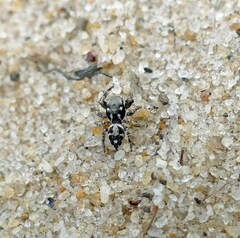 Habronattus brunneus