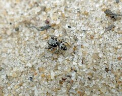 Habronattus brunneus