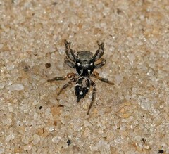 Habronattus brunneus