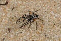 Habronattus brunneus