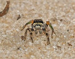 Habronattus brunneus