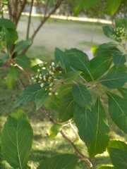 Pterygota