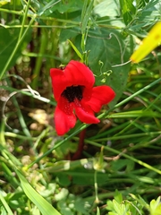 Phelypaea coccinea