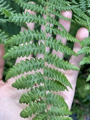Pteridium aquilinum