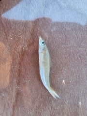 Sillago sihama