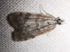 Scoparia pyralella