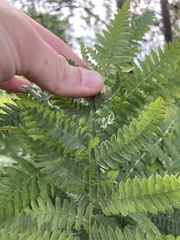 Pteridium aquilinum
