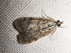 Scoparia pyralella
