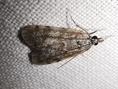 Scoparia pyralella