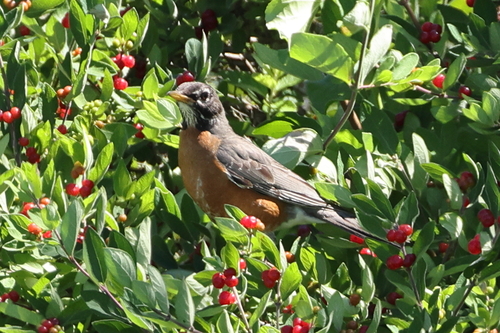 American Robin photographed in Rhode Island