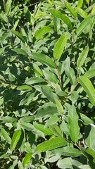 Salix lapponum