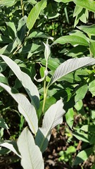 Salix lapponum