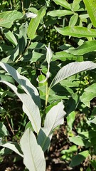 Salix lapponum