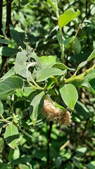 Salix lapponum