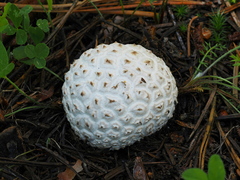 Lycoperdon subcretaceum