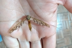 Ischnotoma
