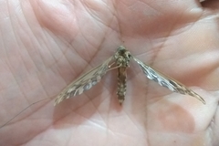 Ischnotoma