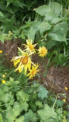 Doronicum austriacum
