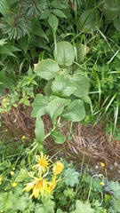 Doronicum austriacum
