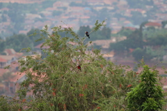 Lybius bidentatus