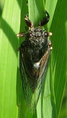 Cicadetta montana