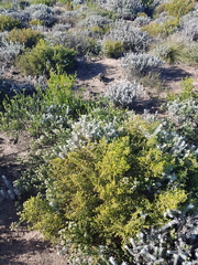 Erica axillaris