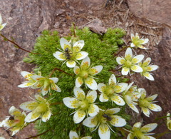 Saxifraga bryoides