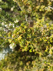 Erica axillaris